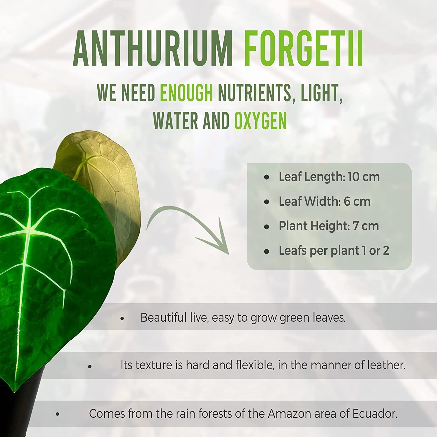 Anthurium Forgetii by LEAL PLANTS ECUADOR| Anthuriums Live Plants | house plants