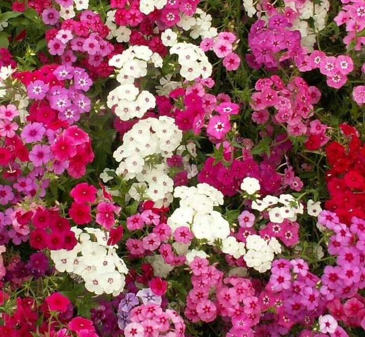 PHLOX SEEDS 300+ MIXED COLORS ANNUAL flower GARDEN bees BUTTERFLY FREE SHIPPING