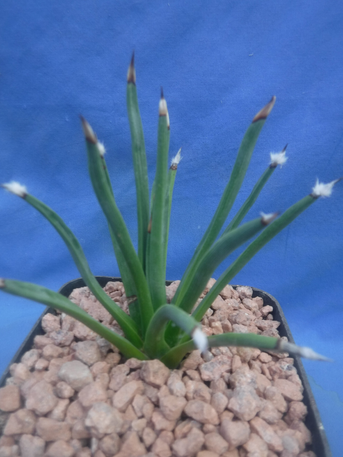 Agave albopilosa “Tufts” Plant VERY RARE Agave! 5+ Years Old! 4″ Wide NICE! B8