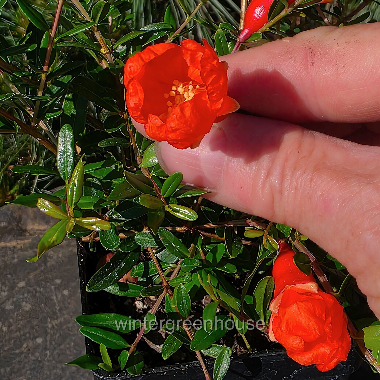 Punica granatum nana, Bush, Dwarf Pomegranate, Container Size: 3″ (2.6×3.5″)