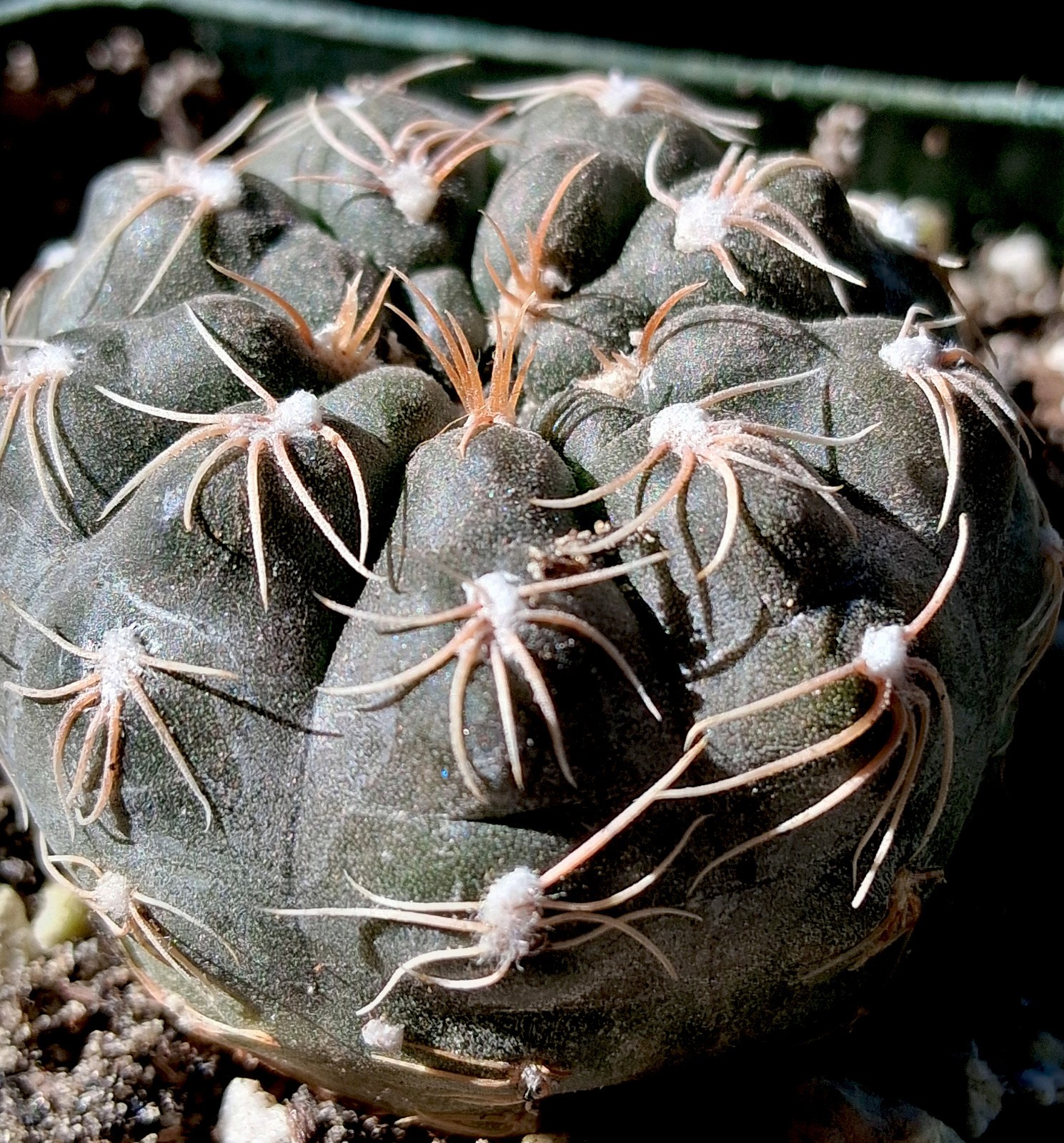 Gymno morroense small in stature, bold blooms, and a true gem for any collector
