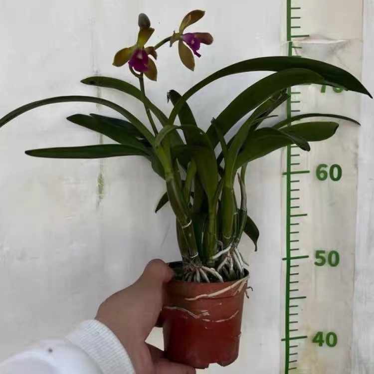 Robertsara Green Wonder Orchid Blooming Size Exact Plant Rare Cattleya Hybrid