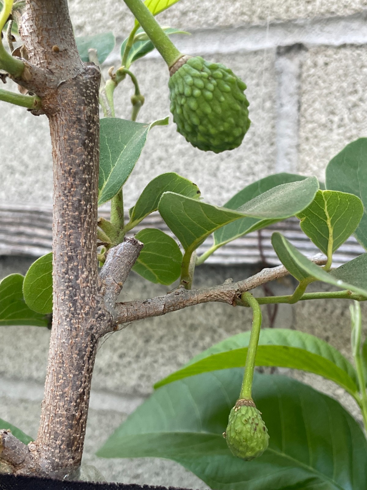 1 Rare Grafted Pineapple Annona Cherimola X A Squannosa Atemoya, Annona Squnnosa
