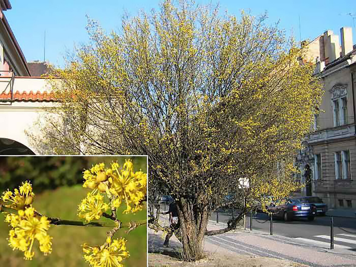 Cornelian Cherry Dogwood, Cornus mas, Tree Seeds (Edible, Hardy, Showy)