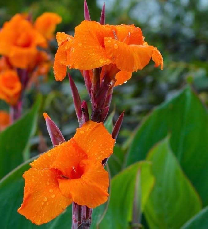 Pretoria Canna Lily Bulbs for Planting – Vibrant Orange Flowers (3 Bulb)