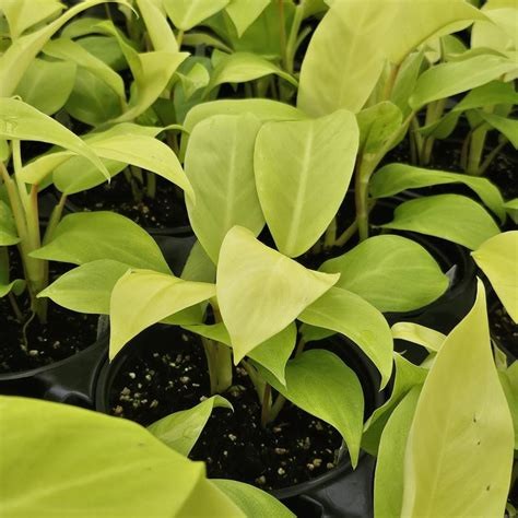 Philodendron Malay Gold Lemon Lime Rooted Starter Plant BUY 2 GET 1 FREE