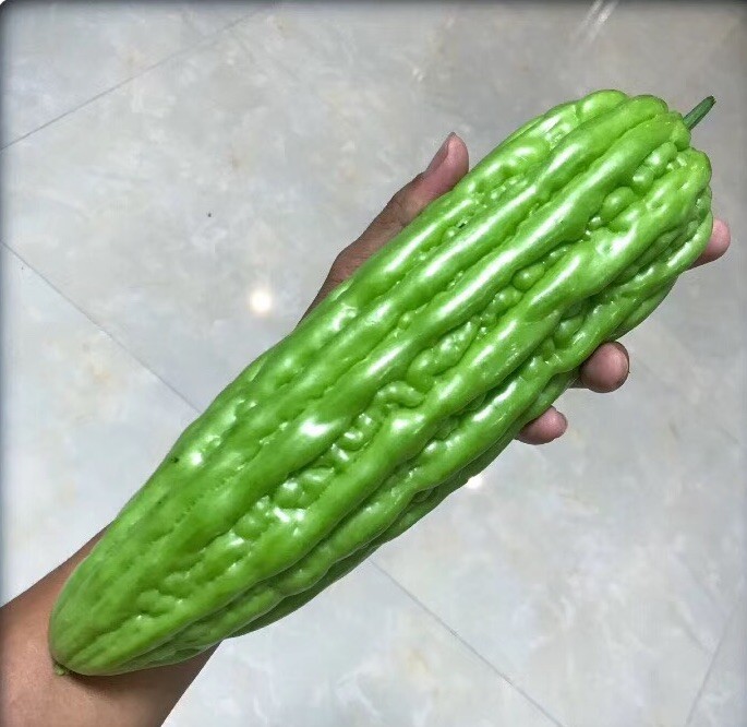 20 pc Organic Bittermelon Green Jade Seeds Harvest from my garden US Seller