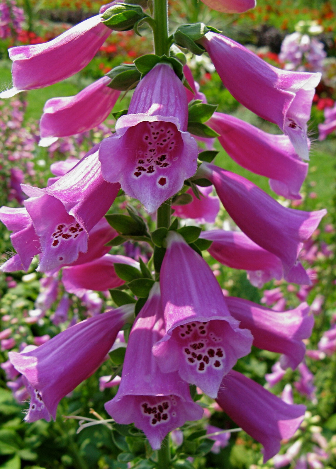 Purple Wildflowers Seed Collection | Grow Your Own Purple Wlidflowers Garden!