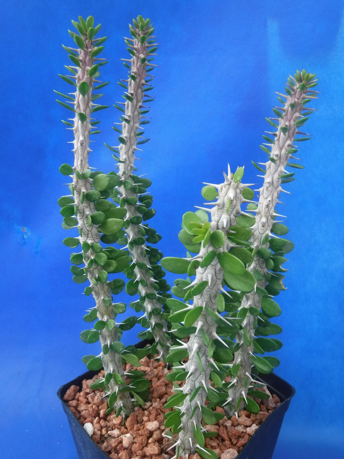 Alluaudia procera FOUR (4) Rooted Plants in 6″ Pot 8″-12″ Tall African Ocotillo