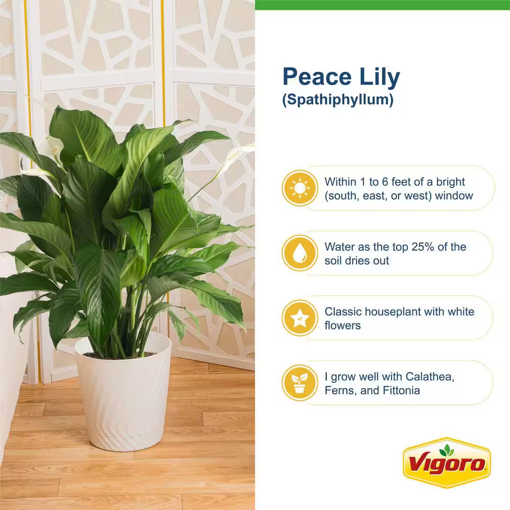 Peace Lily Indoor Plant in 6 In. White Decor Planter, Avg Shipping Height 1-2 Ft