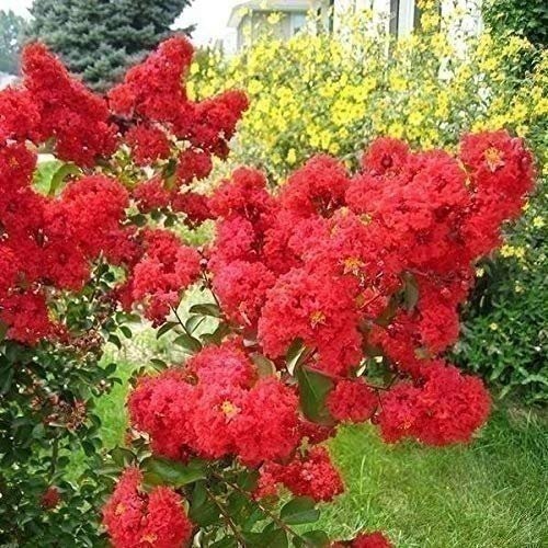 Crape Myrtle Dynamite Red | 2 Inch | Lagerstroemia indica | Flowering Tree