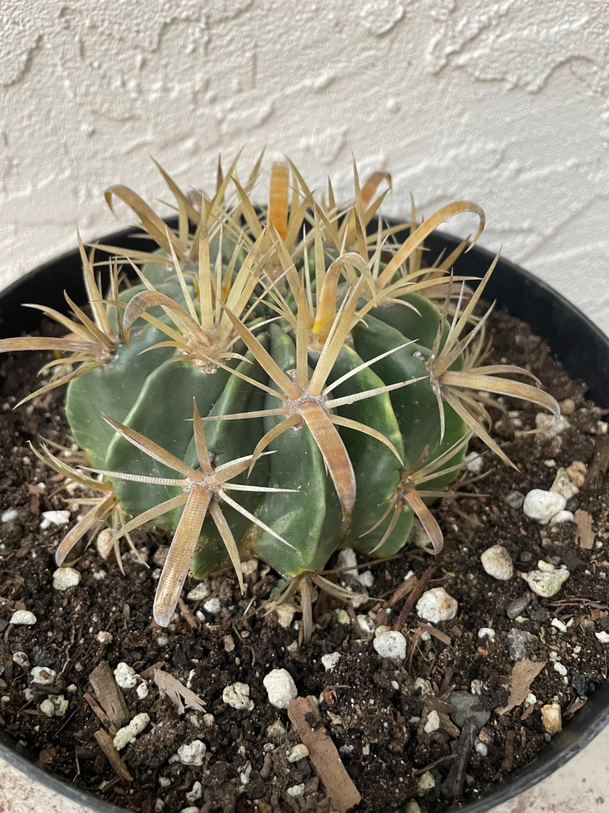 beautiful Ferocactus Flavispinus – Yellow-spined fishhook barrel cactus #B90