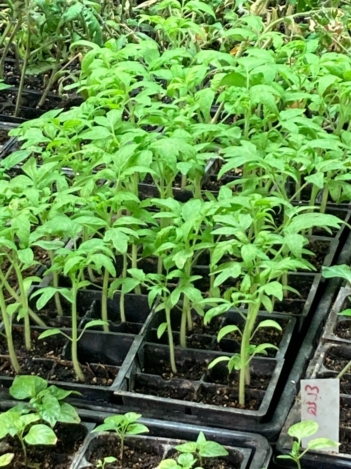 Lot of 3 RARE OLD GERMAN TOMATO LIVE PLANTS 6 to 10 inches