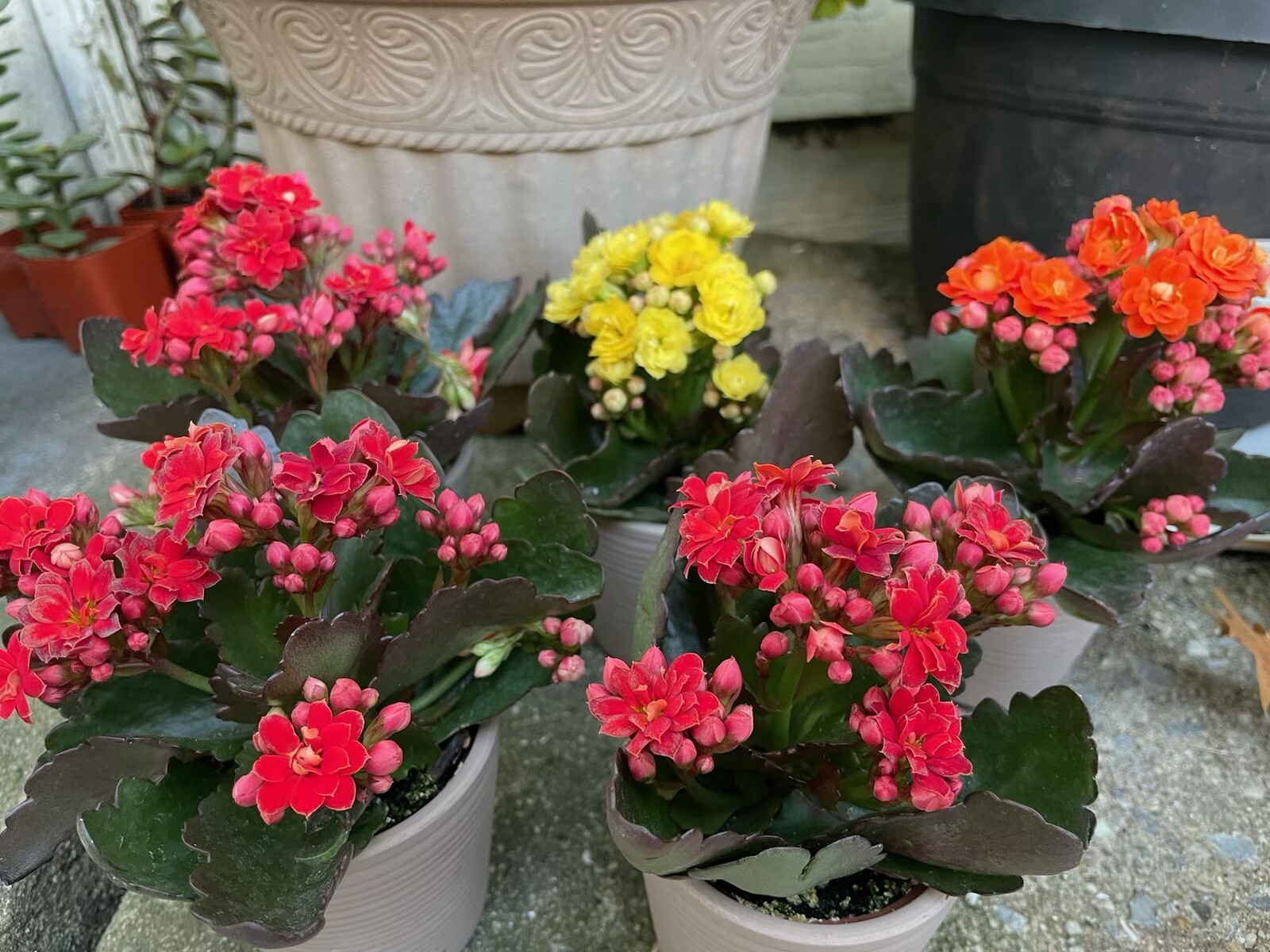Assorted colors Florist Kalanchoe live plant well rooted Calandiva Plants