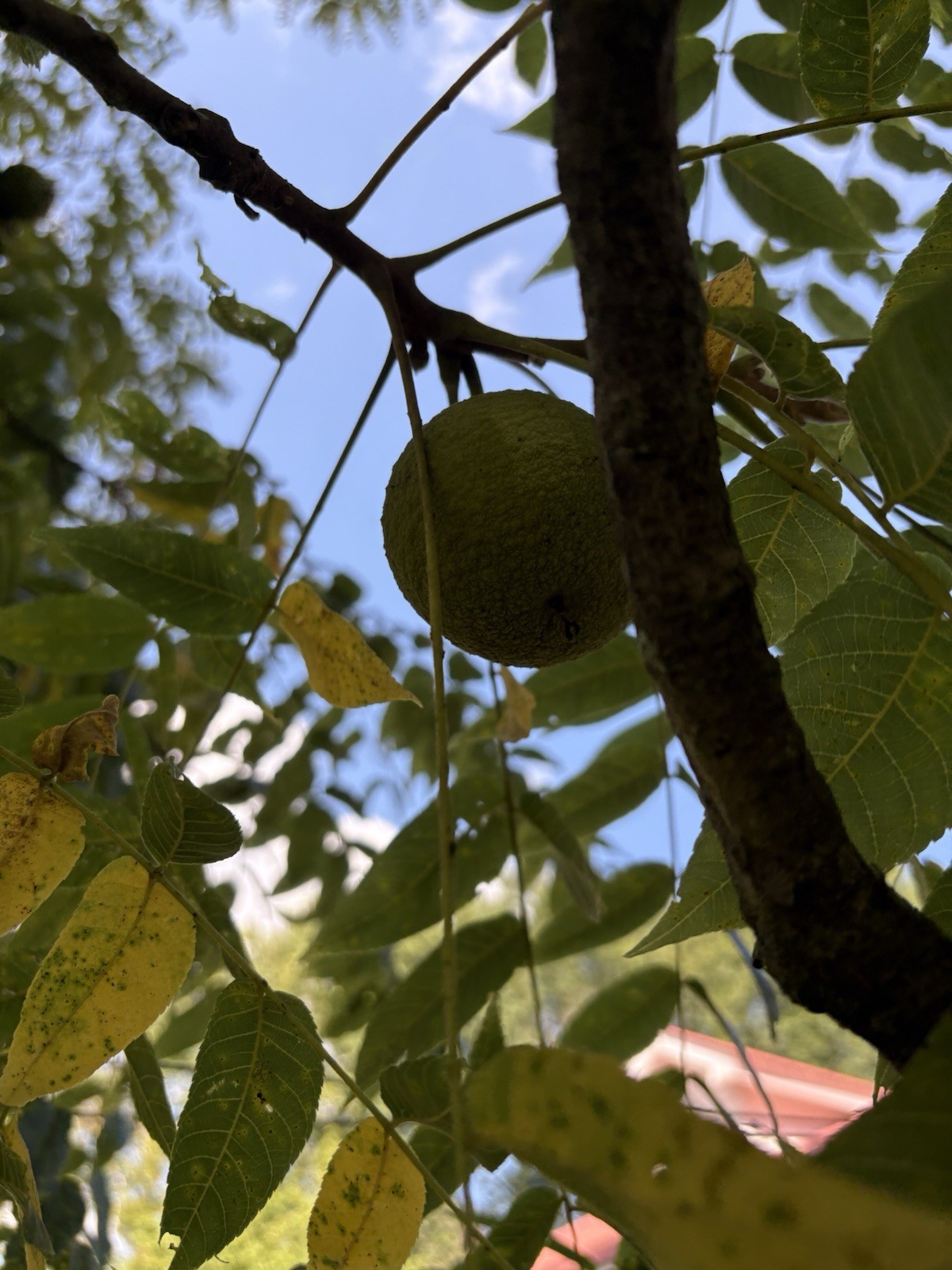 4 Black Walnut Tree Seeds for Planting Juglans nigra