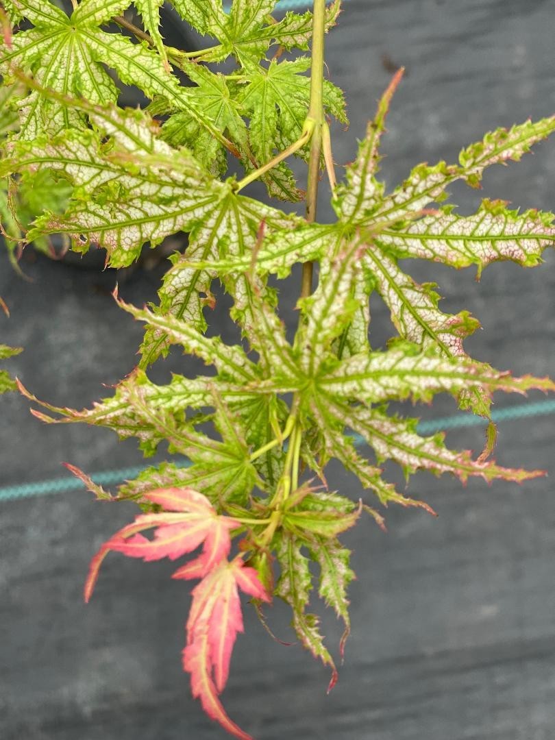 Acer palmatum ‘White Peaches’ (White Peaches Japanese Maple)