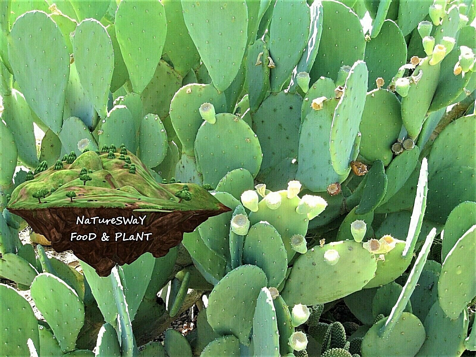 Prickly Pear Cactus Pads Organic Plant, Beauty Regimen, Reptile and Human Food