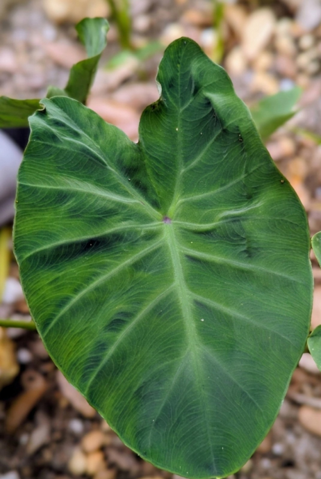 3 Live Elephant Ear Bulbs Sprouts Dwarf Compact Colocasia Tropical Patio Plant