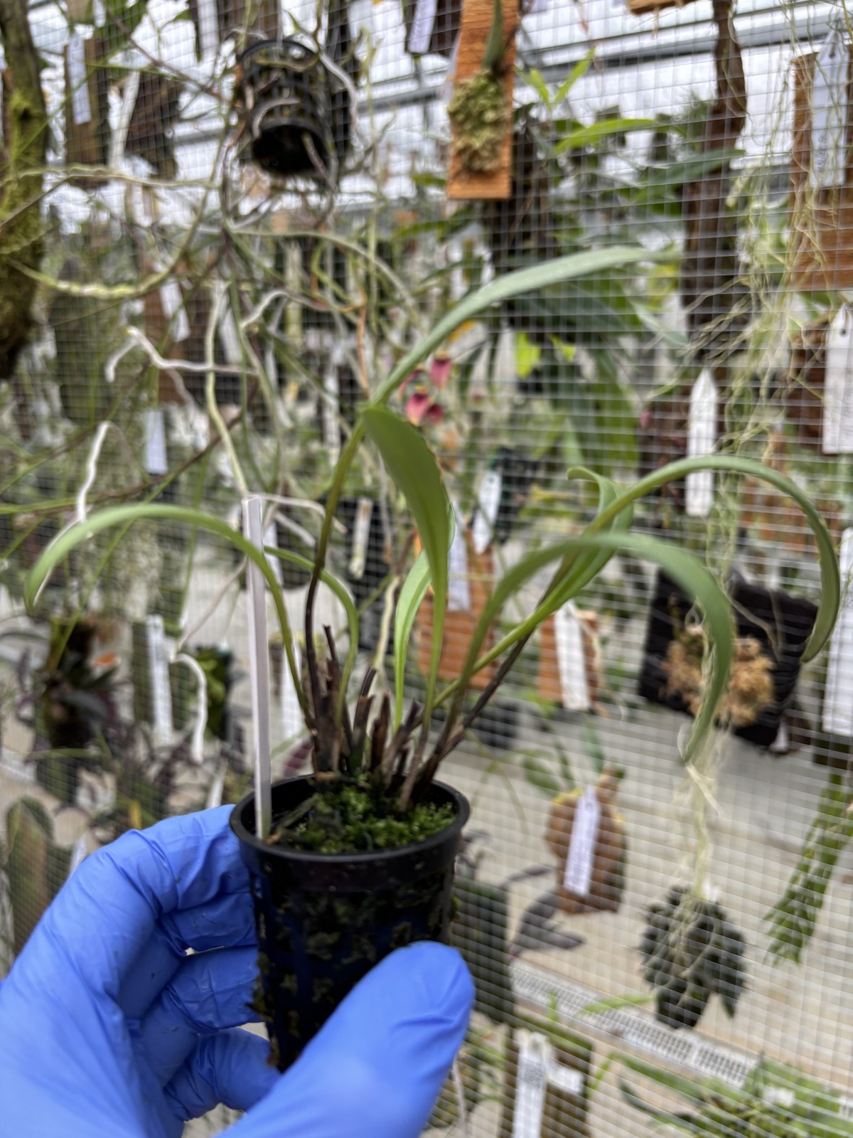 Masdevallia pileata rare orchid species bloom size miniature