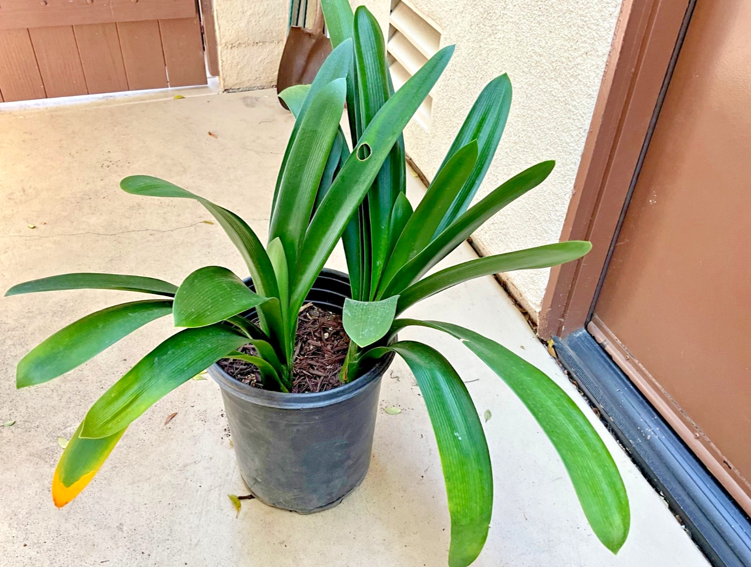 2 Large Mature, Yellow Clivia Miniata Bush Lily Plants, 13 Leaves Each Plant