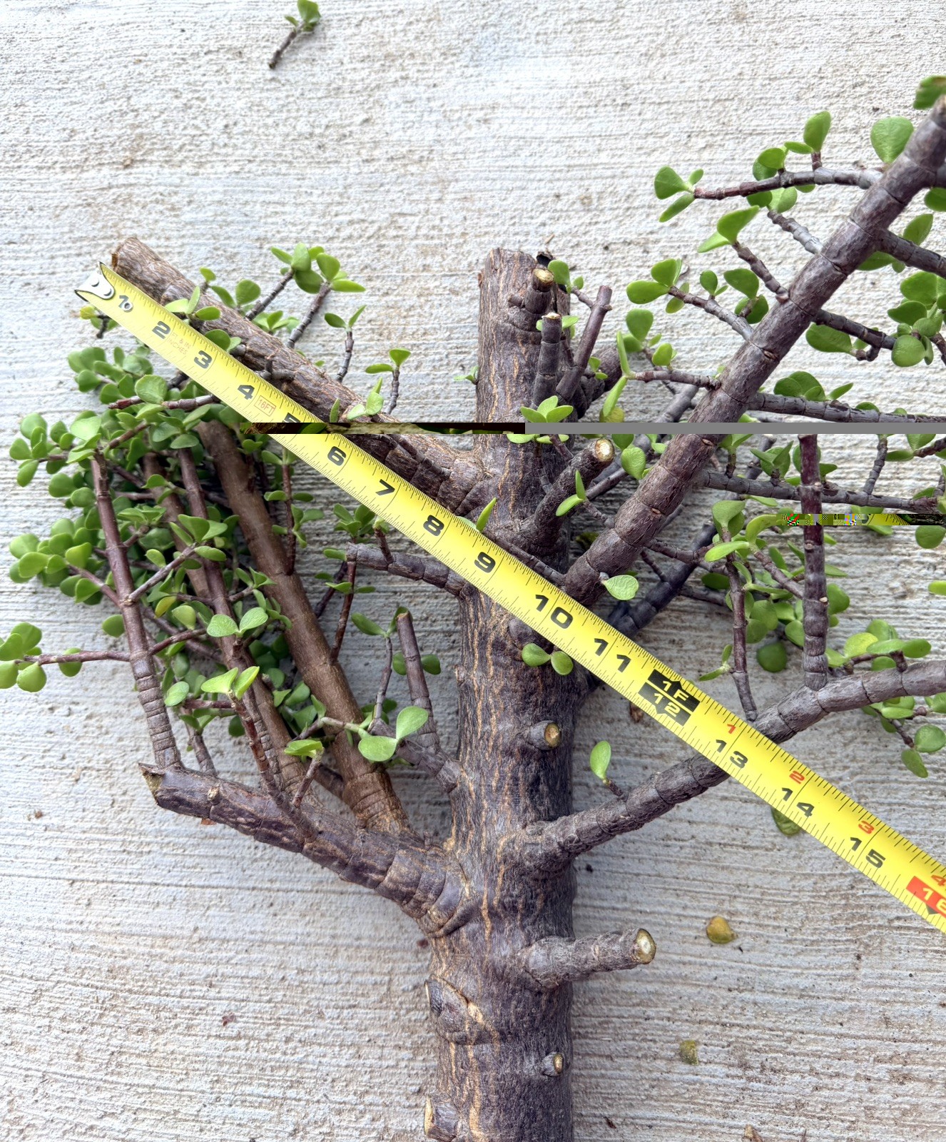 Old Growth 2.25” THICK STEM Portulacaria Afra Exact Cutting Spekboom Bonsai