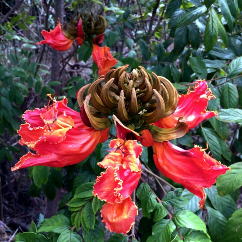 African Tulip Magnolia Flower Tree Seeds Spatho. campanulata Flame of The Forest