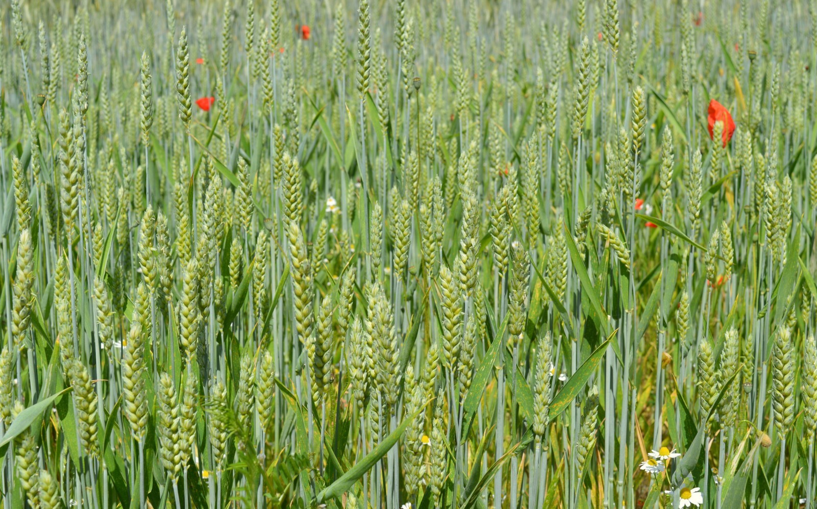 200 seeds -Starter Pack -Bunker Triticale Rye-Wheat -Cover Crop-Dried for Crafts