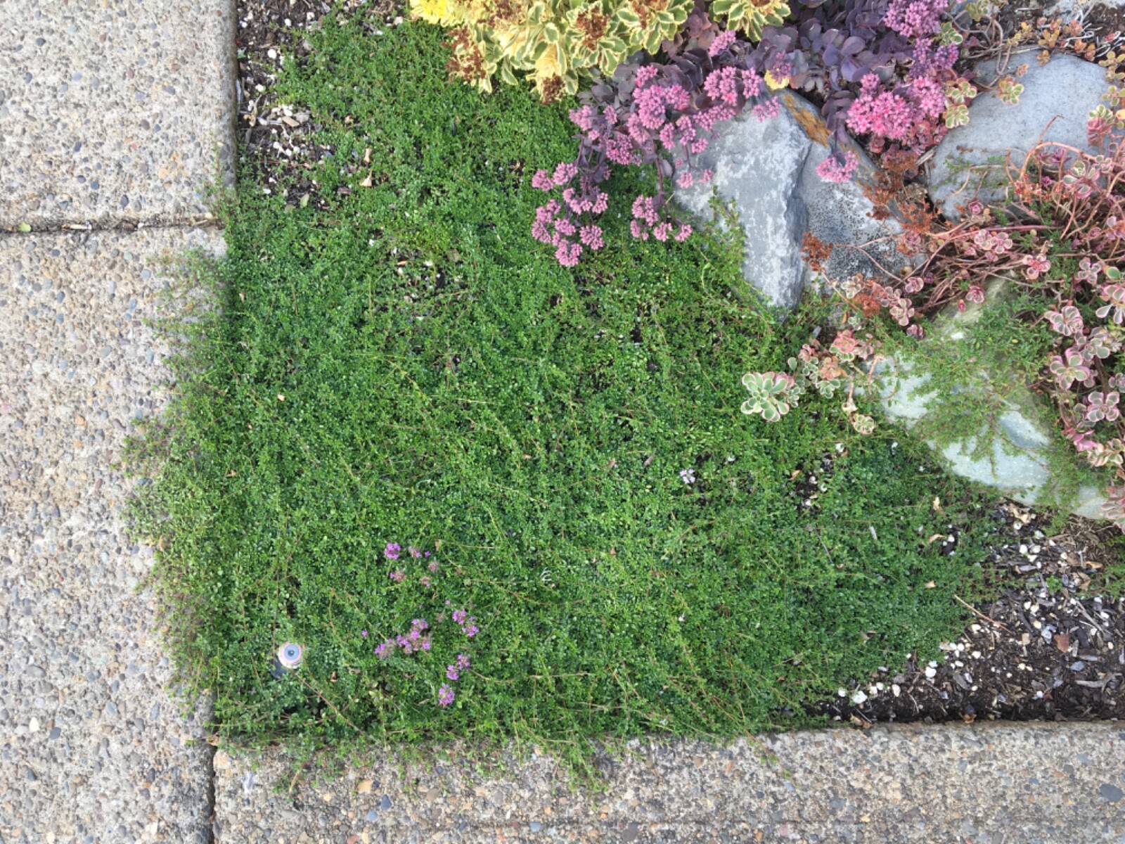 5,000 CREEPING ELFIN THYME SEEDS FOR GRASS REPLACEMENT, ROCK GARDENS, ETC.