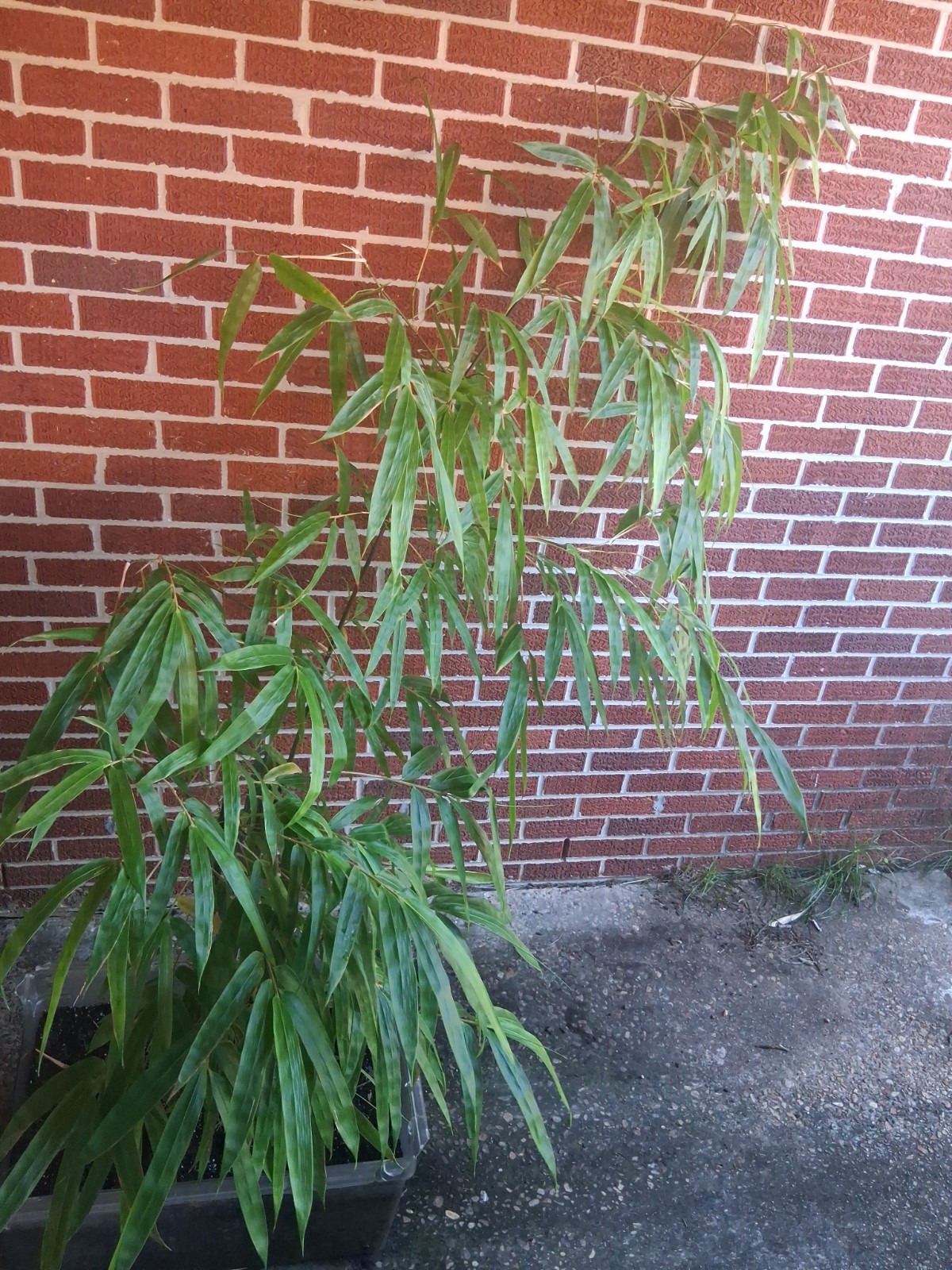 Lako bamboo live plant