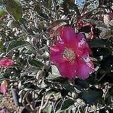 Camellia Kaniiro | 3 Gallon | Camellia japonica | Winter Blooms | Shade Tolerant