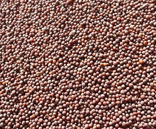 Purple Top Turnip Seeds Non-GM 1500+ seeds