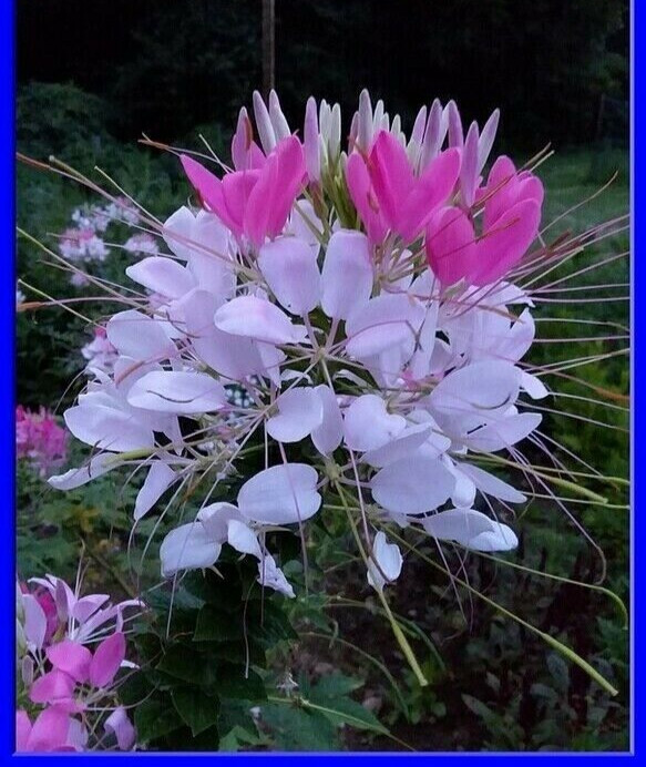 Rose Queen Cleome Seeds- (Spider Flower) 30 Seeds Comb. S/H See Our Store