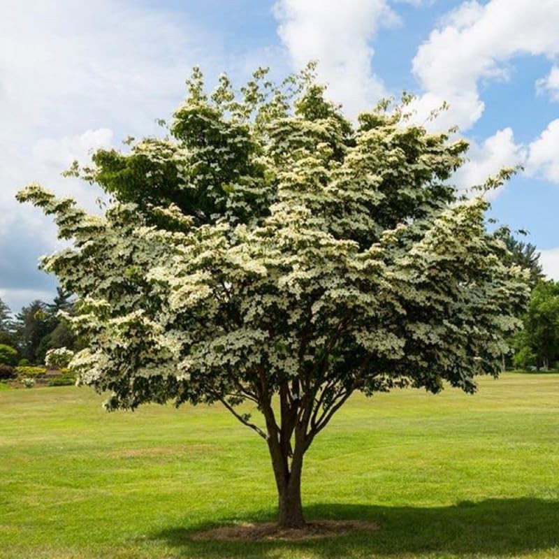 Kousa Dogwood Tree Live Plant 12-18 Inch Tall in Quart Pot, White Flowering