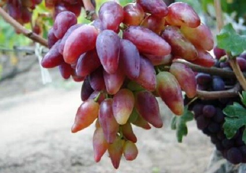 Dubovsky Pink grape- 5 cuttings, no roots