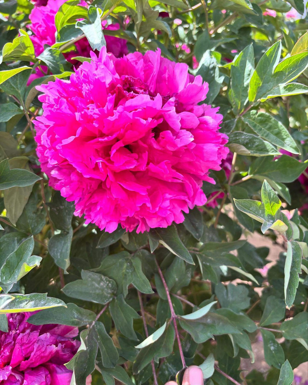 “Li xiang” large flower tree peony