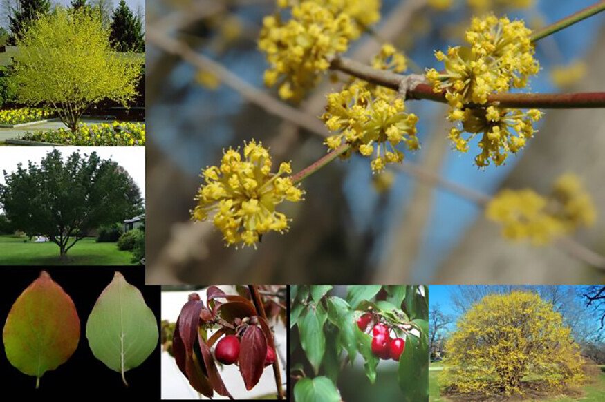 Cornelian Cherry Dogwood, Cornus mas, Tree Seeds (Edible, Hardy, Showy)