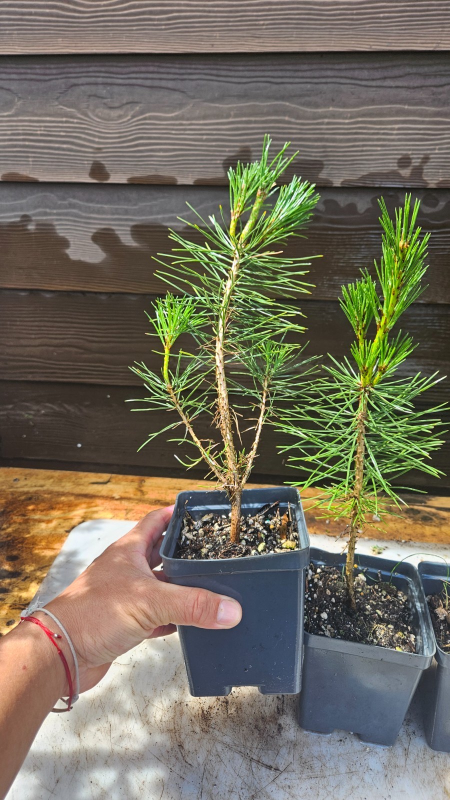 3-PACK small BLACK JAPANESE pine TREE growing – Great species for bonsai