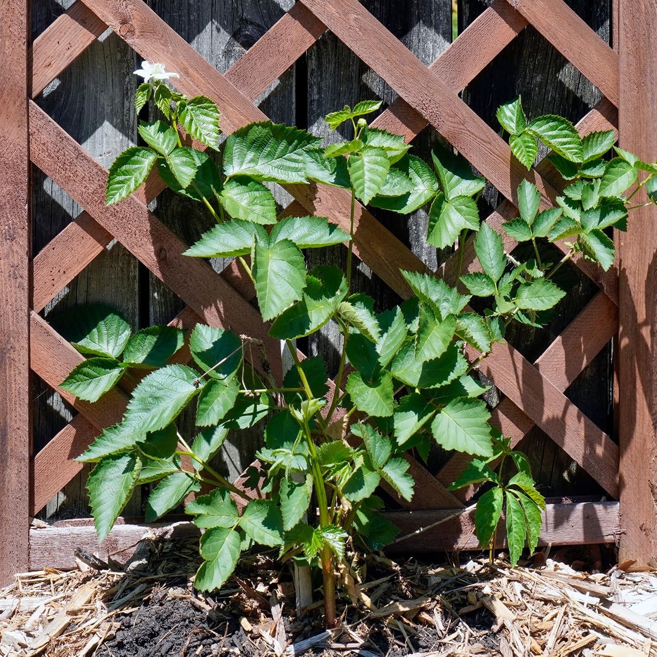 Perfect Plants Premiumark Freedom Blackberry Bush 1 Gallon Live Thornless Fruit