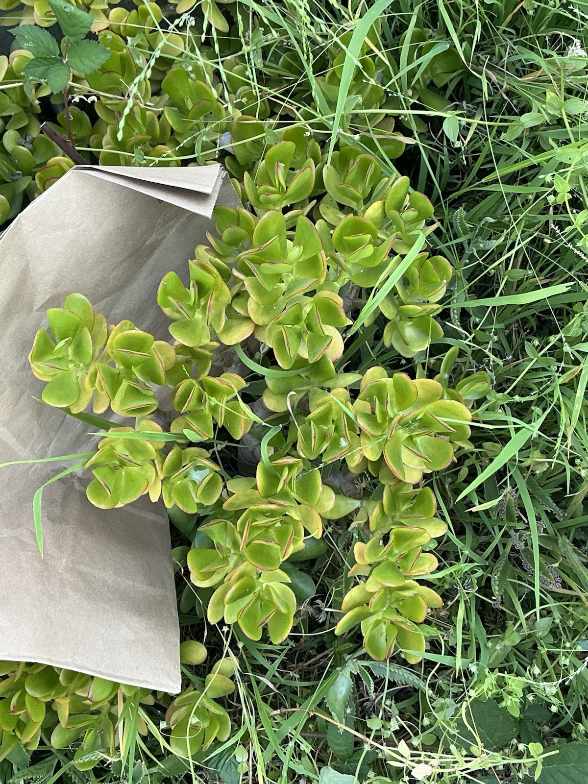 Healthy lush green Crassula Ovata Jade Plant cluster, Rooted 19” tall with roots