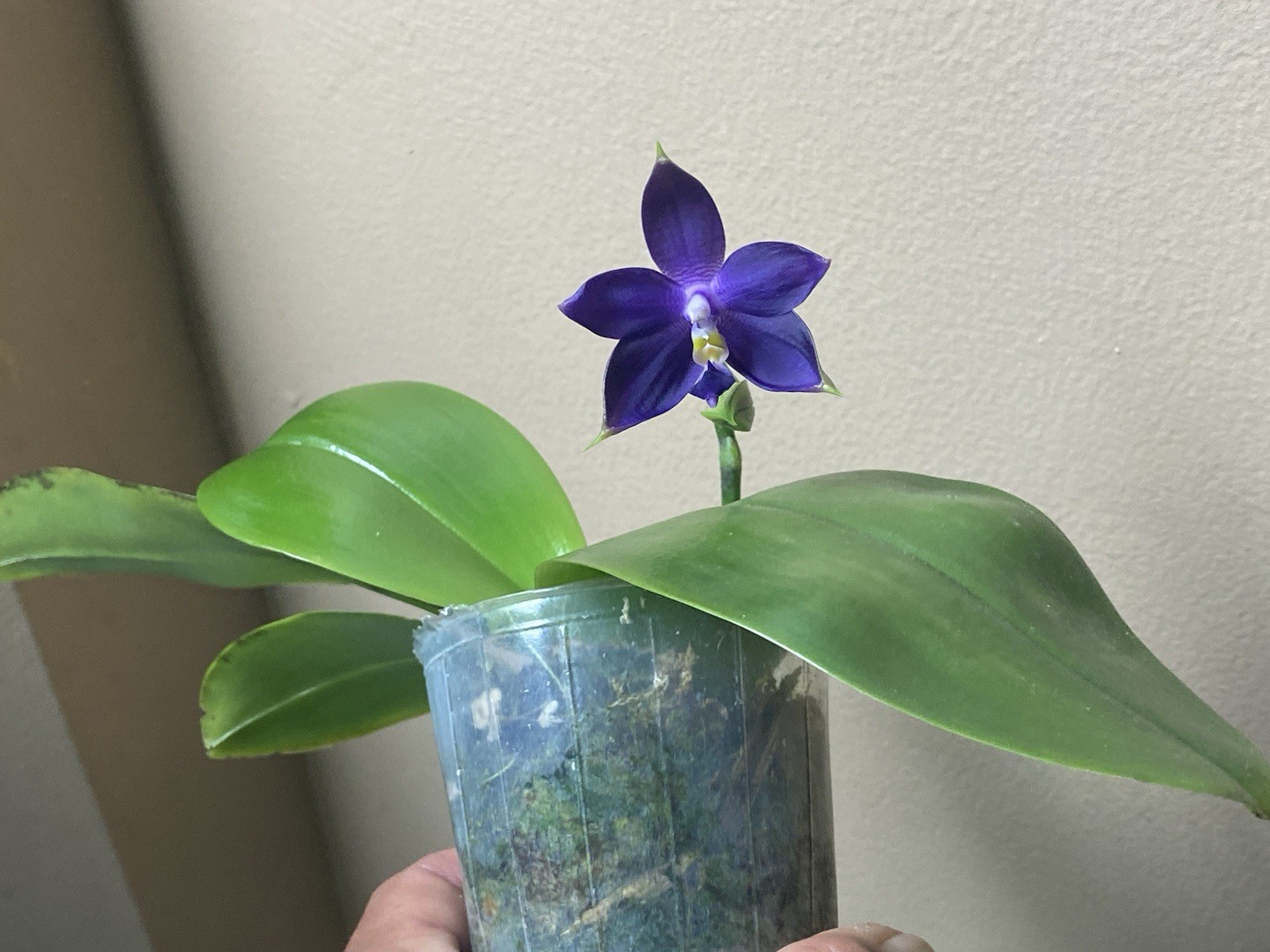 Original Phal Phalaenopsis KS Samera x violacea indigo ‘#14’-FRAGRANT