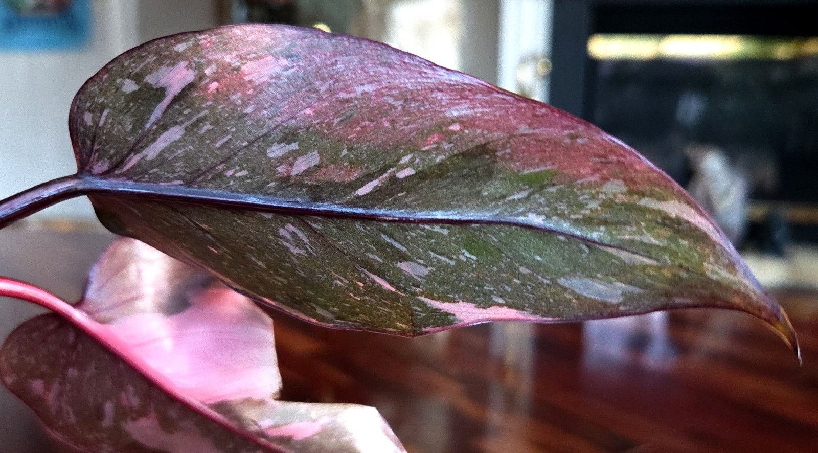 Rare Philodendron Dark Cherry Princess Galaxy 15″ Wide Not Monstera Anthurium