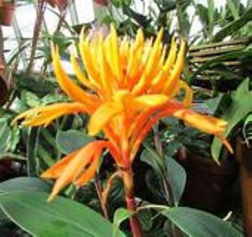 Golden Brush Dwarf Ginger – Burbidgea schizocheila- SMALL ROOTED STARTER Plant