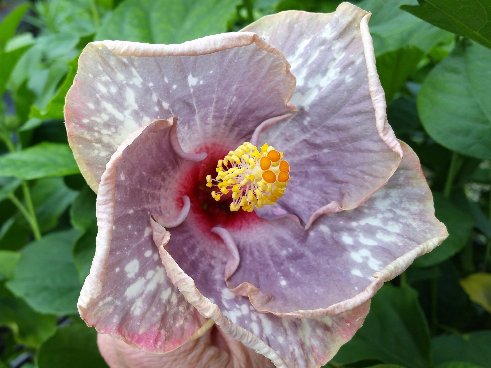 SEA SPRAY Hibiscus Tropical Plant Large Fancy Single White Lavender Pink Flower