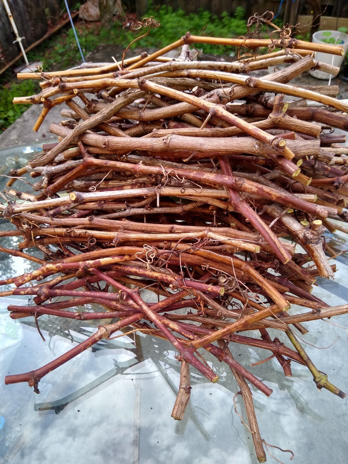 10 Crimson Fresh Vine Cuttings Large Red Seedless Table Grape