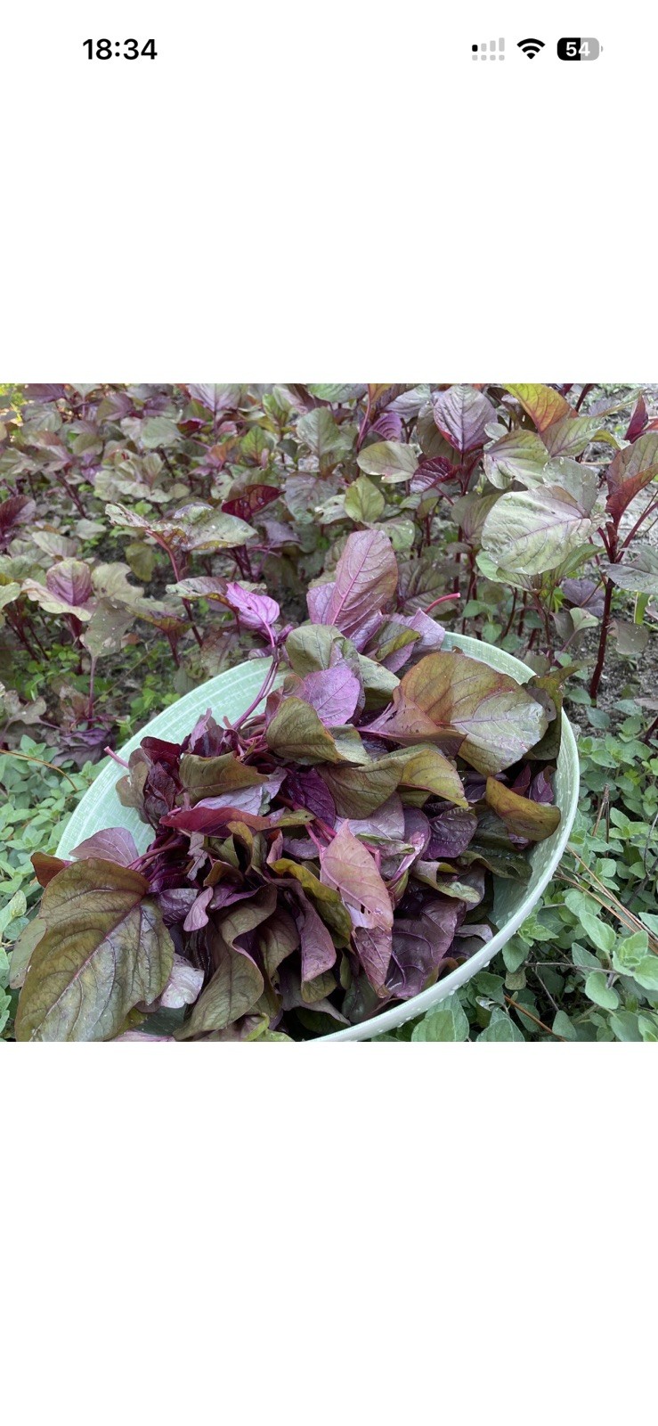1000 Red Garnet Amaranth Seeds, Edible Amaranth, Amaranthus tricolor