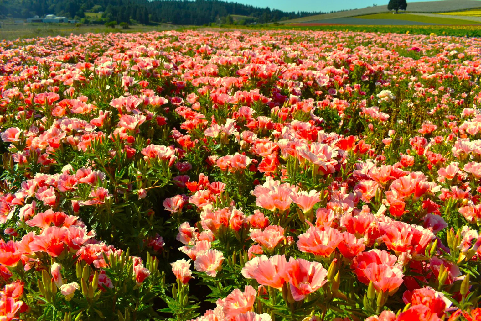 Orange Glory Godetia Seeds – For 2025 Planting Clarkia Azalea Double Flowering