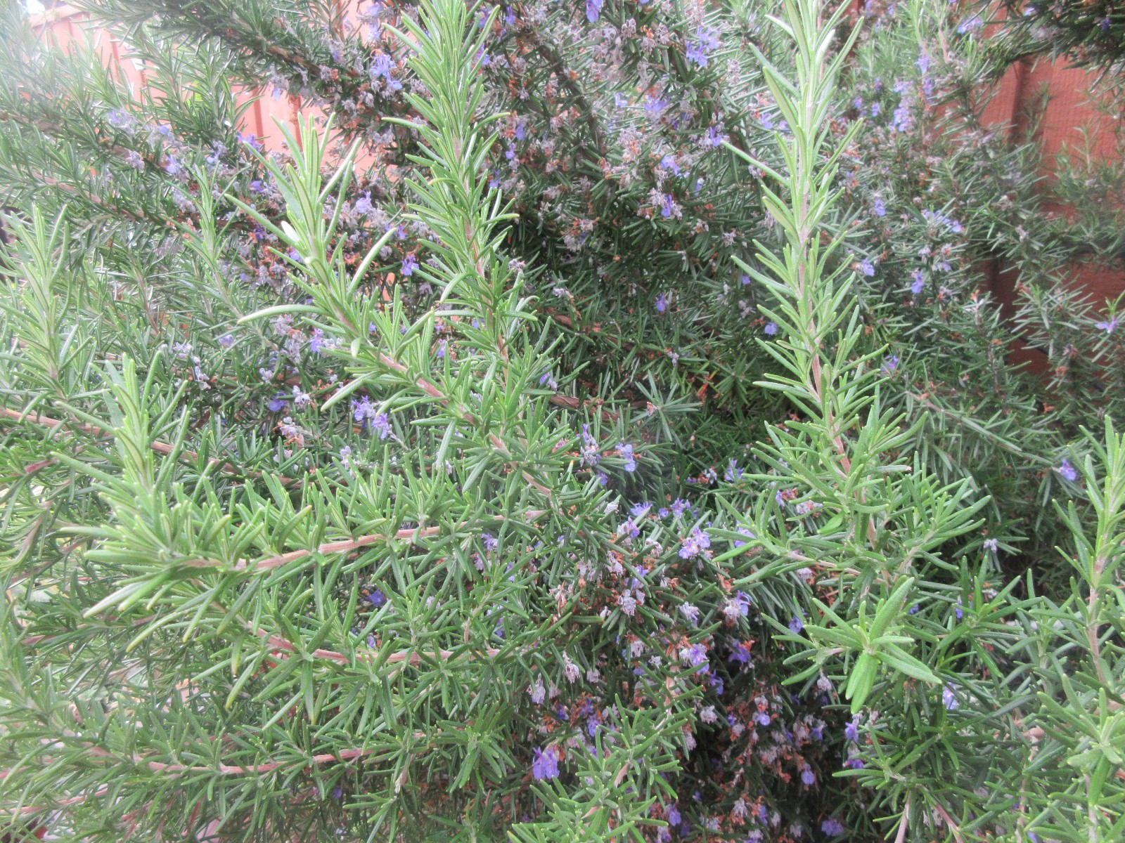 Tuscan Blue Rosemary Cuttings (Organic ) – Set of 10 (5-7″) Live Plant Sprigs