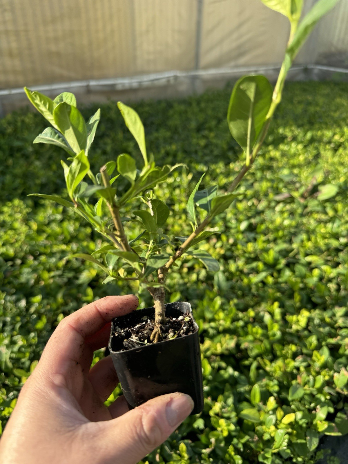🌿 Everblooming Gardenia Veitchii Shrub – Fragrant Evergreen Garden Plant 🌸