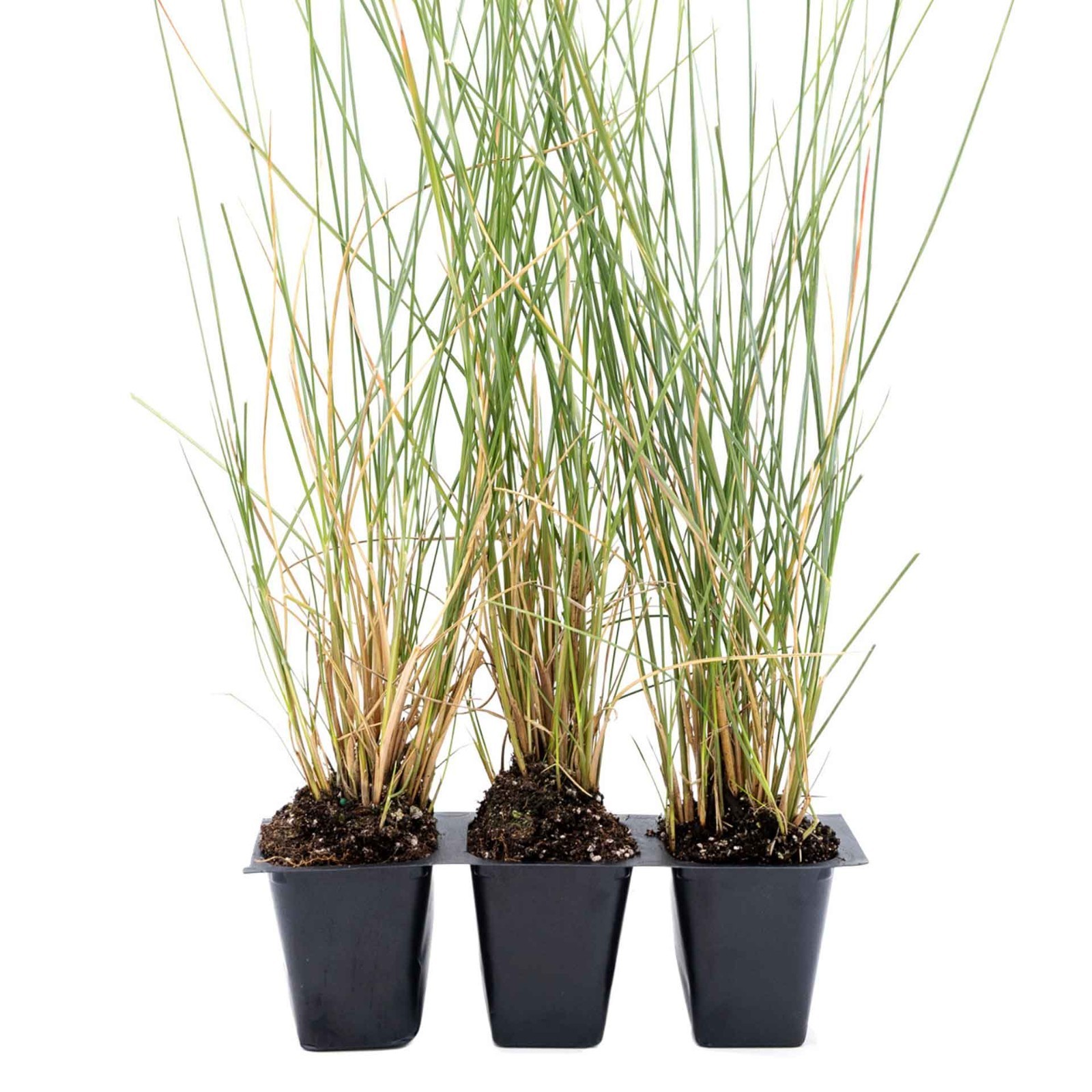 3 Ruby Muhly Grass, Live Plants in 2.5″ Cubes (Muhlenbergia capillaris)
