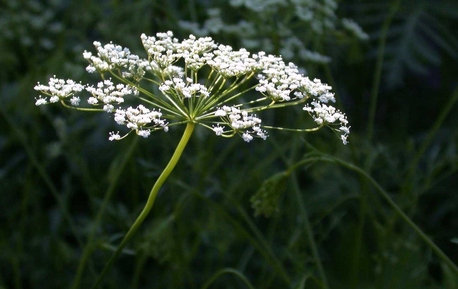 Anise Herb Seeds, Licorice Herb, NON-GMO, Heirloom, Variety Sizes, FREE SHIPPING